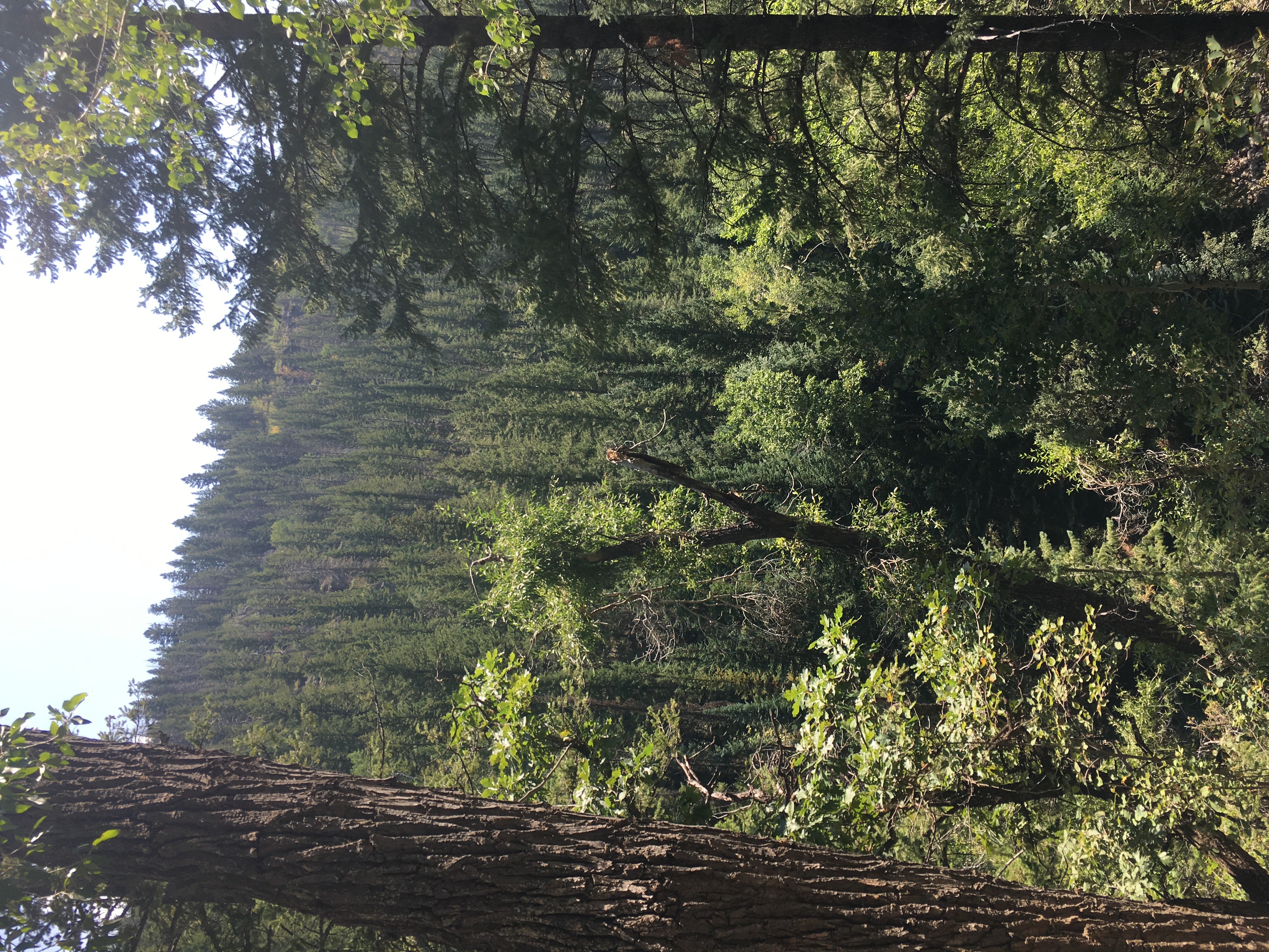Trees in CO